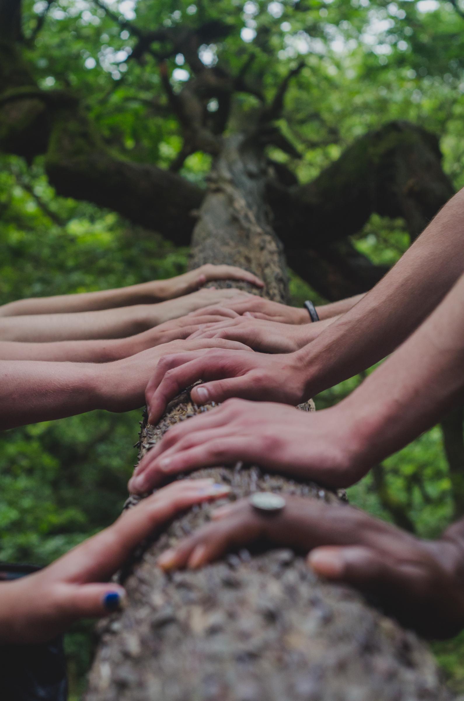 The image captures a close-up view of several hands of diverse skin tones placed one on top of the other, touching a tree trunk, which stretches upwards into a canopy of green leaves. This scene symbolizes unity, strength, and a shared connection to nature. The focus on the hands against the blurred background of the tree and foliage highlights a communal or environmental message, perhaps related to teamwork, conservation, or the coming together of different people for a common purpose.