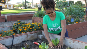 A woman is gardening. She is attentively planting or tending to small, leafy greens in a raised garden bed. Around her, the bed is vibrant with marigold flowers and other greenery, which indicates a well-maintained community or home garden. The woman is wearing glasses and a green t-shirt with the words "HEALTHY LIFESTYLES LEARN. GROW. THRIVE." suggesting she is part of a program or initiative promoting health and growth through gardening. The setting appears to be a community space or park.